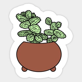 Augurkenplantje Delopsperma Echinatum Color Sticker